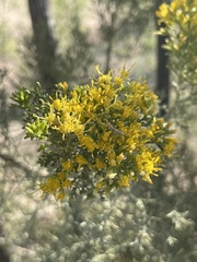 Xylothamia diffusa