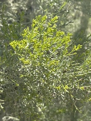 Xylothamia diffusa