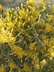 Xylothamia diffusa