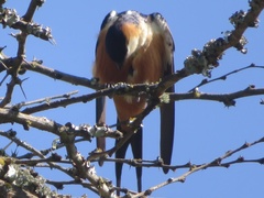 Cecropis senegalensis