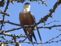 Cecropis senegalensis