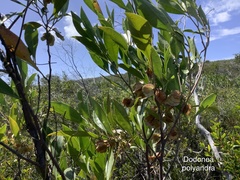Dodonaea polyandra