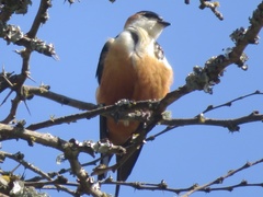 Cecropis senegalensis