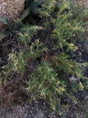 Stylosanthes viscosa