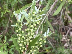Callistemon