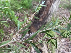 Callistemon