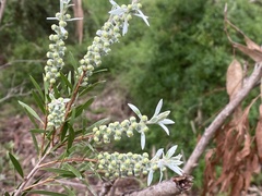 Callistemon