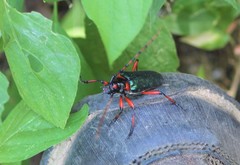 Stenaspis verticalis verticalis
