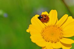 Coccinella septempunctata