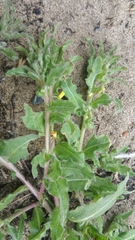 Camissoniopsis micrantha