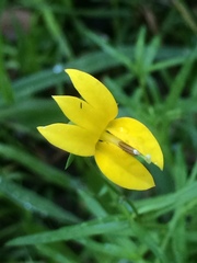 Monopsis stellarioides