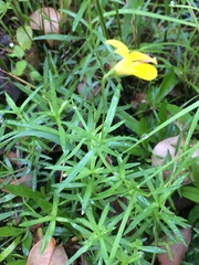 Monopsis stellarioides