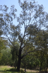 Eucalyptus crebra
