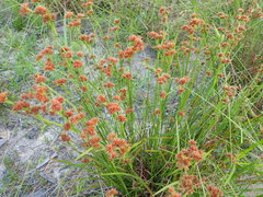 Rhynchospora glomerata