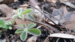 Lupinus texensis