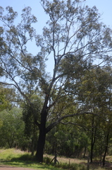 Eucalyptus crebra