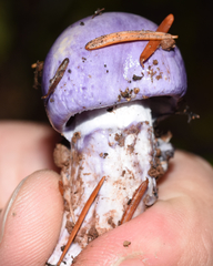 Cortinarius subfoetidus