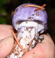 Cortinarius subfoetidus