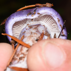 Cortinarius subfoetidus