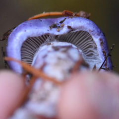 Cortinarius subfoetidus