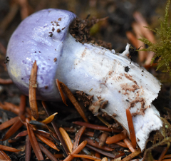 Cortinarius subfoetidus