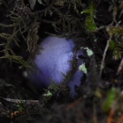 Cortinarius subfoetidus