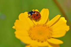 Coccinella septempunctata