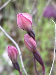 Thelymitra carnea