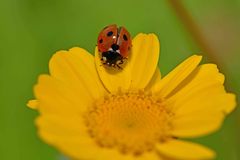Coccinella septempunctata