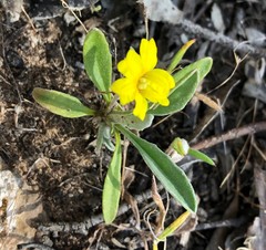Goodenia willisiana