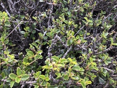 Ceanothus decornutus