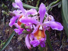Sobralia dichotoma
