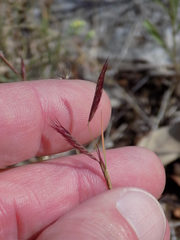Bouteloua trifida