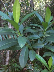 Voacanga thouarsii
