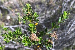 Pomaderris obcordata