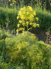 Ferula