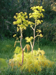 Ferula