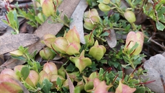 Dodonaea procumbens