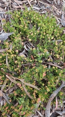 Dodonaea procumbens