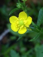 Ranunculus multifidus