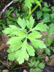 Ranunculus multifidus