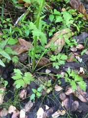 Ranunculus multifidus