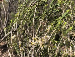 Melaleuca acuminata