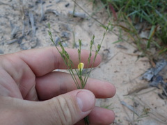 Linum medium texanum