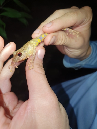 Pristimantis nigrogriseus