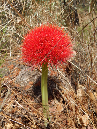 Scadoxus multiflorus subsp. multiflorus image