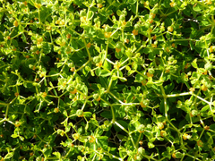 Euphorbia acanthothamnos