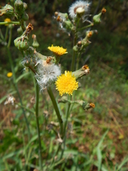 Sonchus