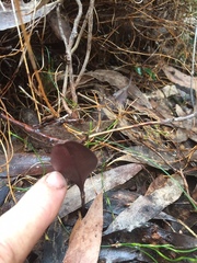 Cryptostylis leptochila