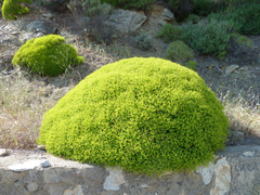 Euphorbia acanthothamnos